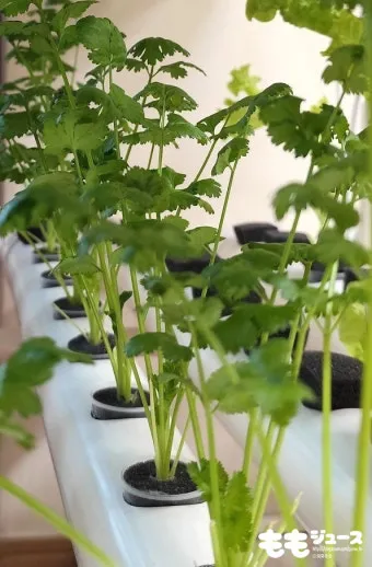 고수 재배 허브 키우기 상자 텃밭 통풍 관리_7