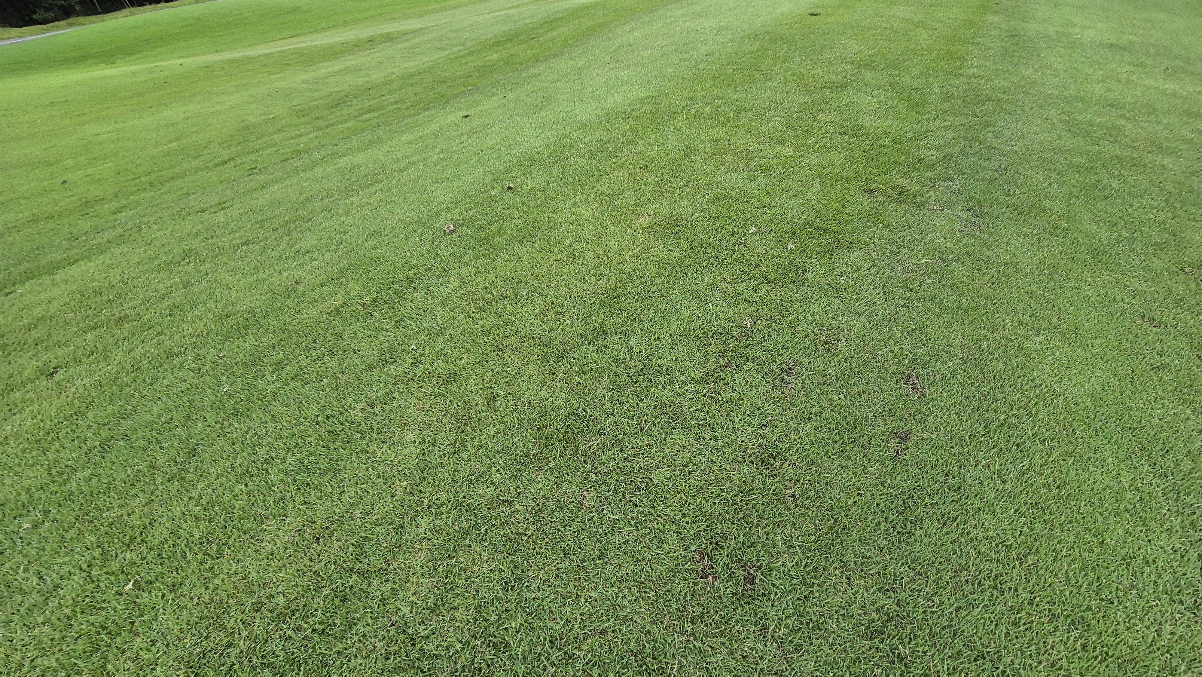 서산수cc 코스 관리 상태