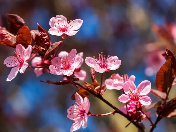 매실 천연 해독제