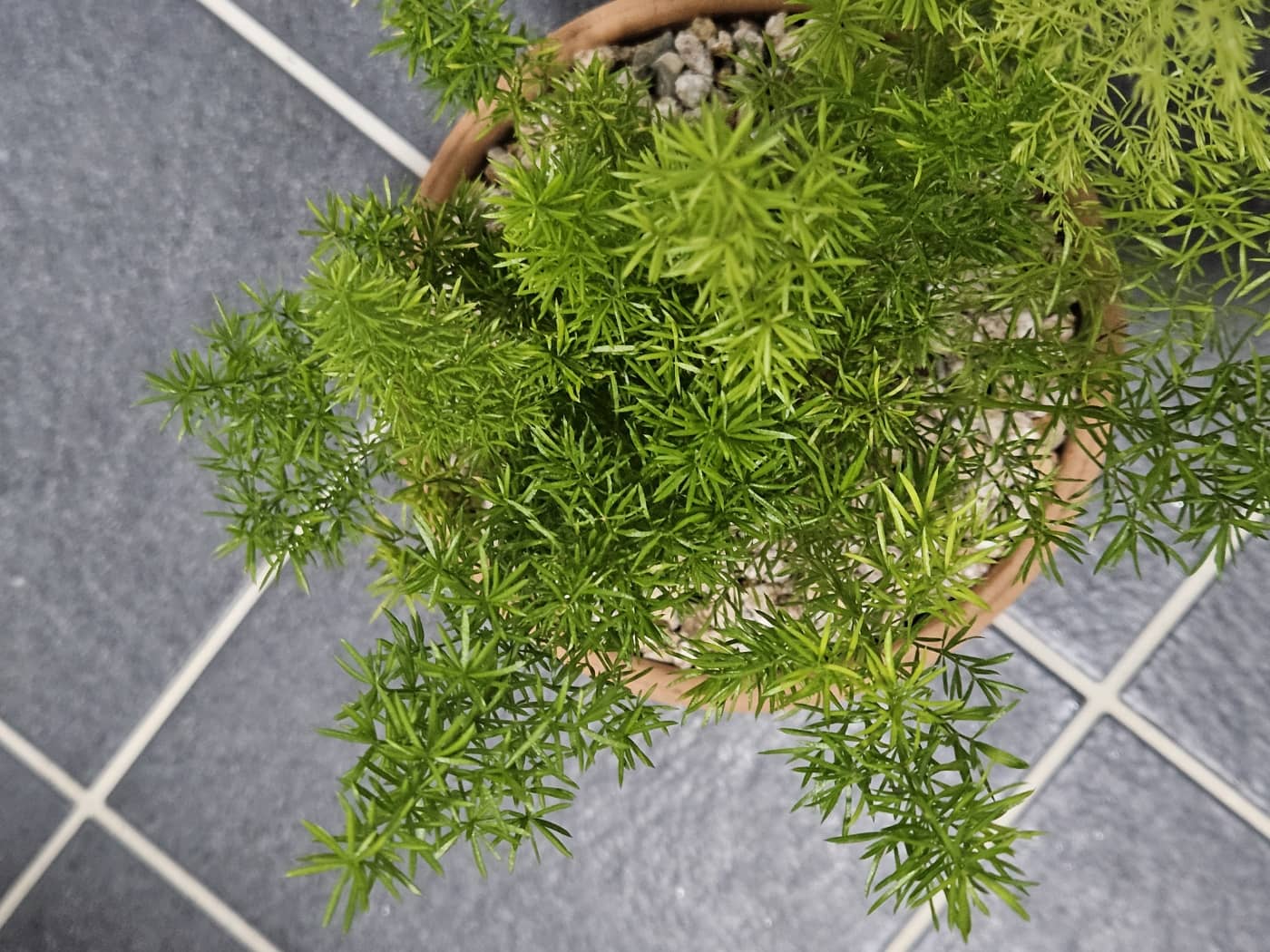 아스파라거스 메이리