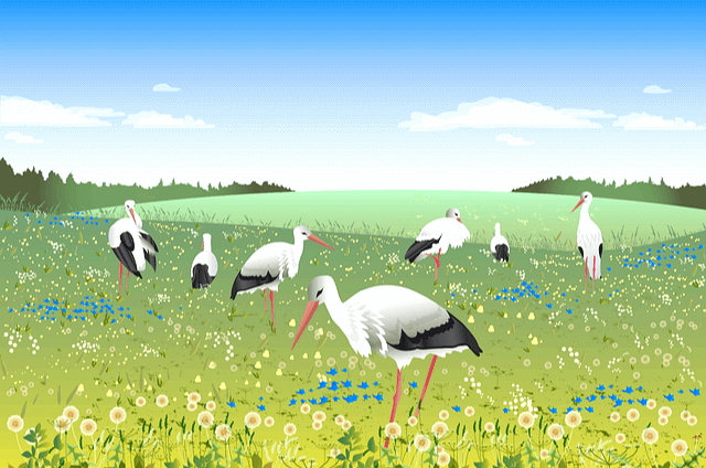 넓은 풀밭에 황새 6마리가 서 있다. 다리가 가늘고 몸은 하얀색과 검정색 털이 있다.