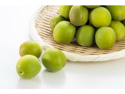 매실 열매 사진