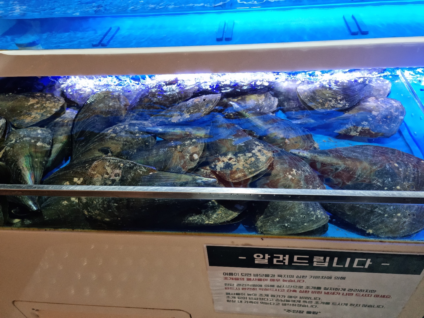 천안조개창고-가리비