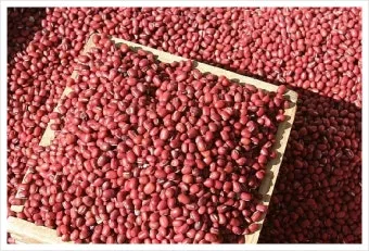 팥 재배 파종 적기 배수로 만들기 수확 건조_10