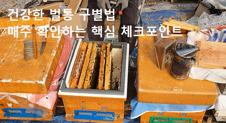 건강한 벌통 구별법