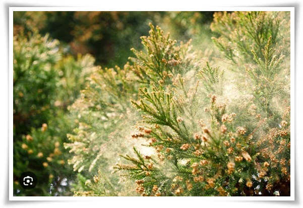 &quot;송화가루, 송진가루&quot; 솔솔 날아온 자연의 선물 노란 가루 효능과 알레르기 대처법!