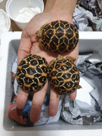 인도별거북의 매력과 특수한 사육 조건 탐구