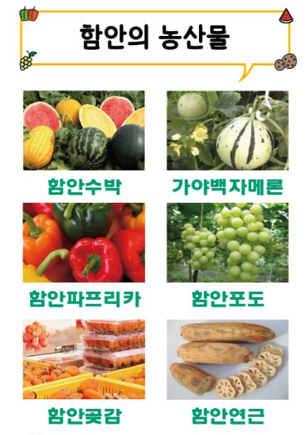 강주해바라기 축제 일정 프로그램 함안 맛집 주변 즐길거리 주차 정보