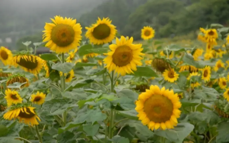 태백 해바라기 축제_1