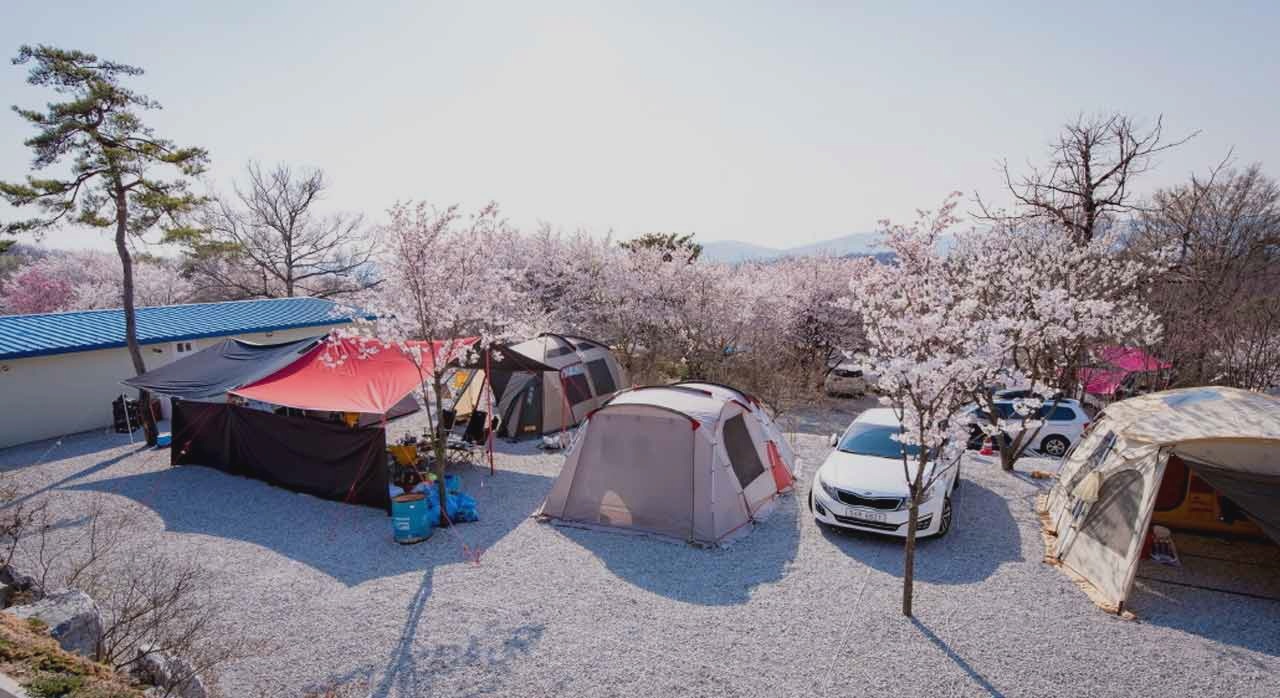 비봉산캠핑장을 둘러싼 벚나무와 봄 풍경. [ⓒ네이버플레이스 비봉산캠핑장]