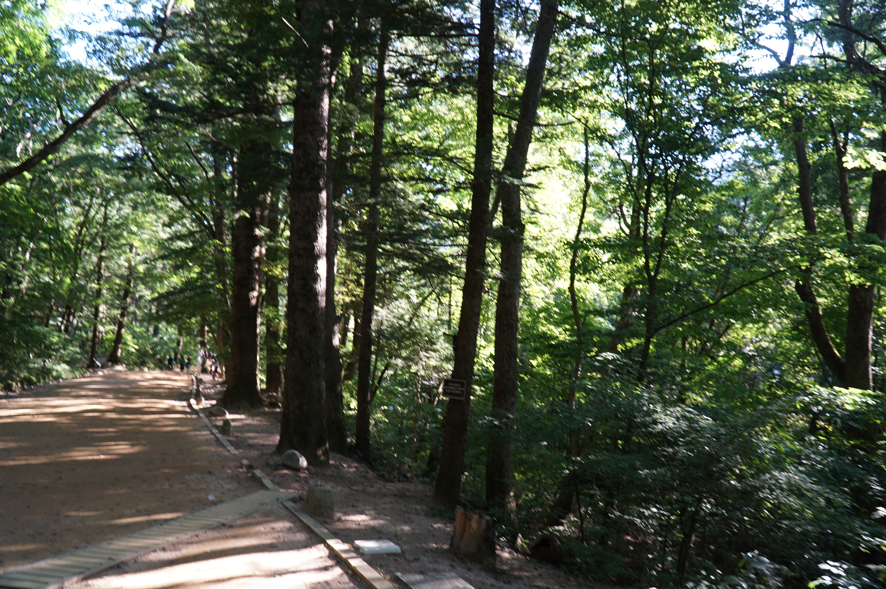 월정사 전나무숲길 풍경