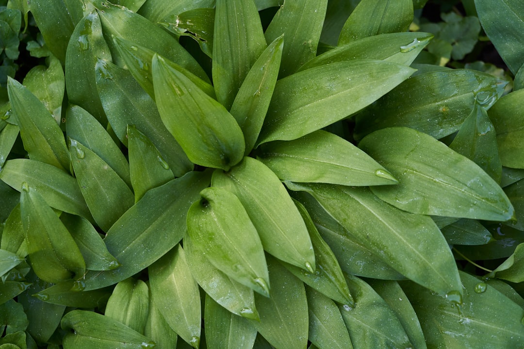 Ramsons