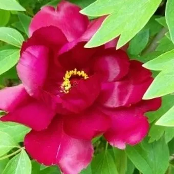 지부작족 뜻 유래 의미 어리석음 고사성어_15