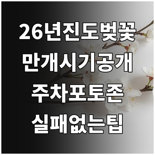 2026년 진도 벚꽃 만개 시기와 주..
