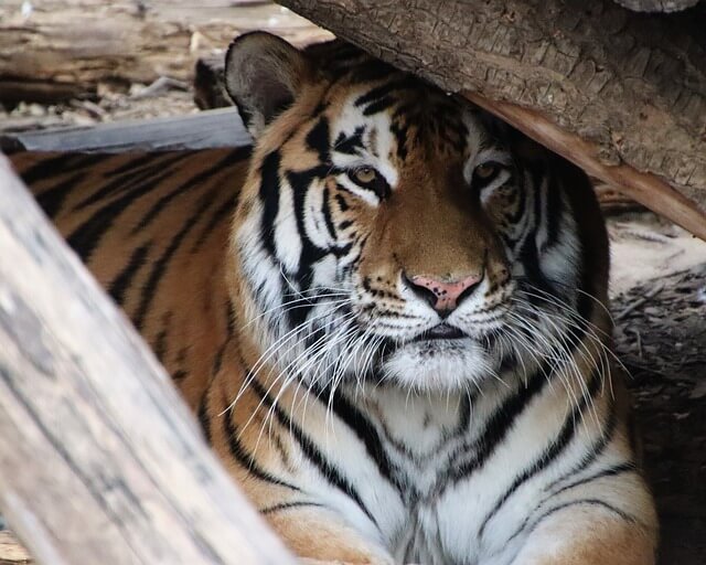 2025년 을사년 1월 운세 (3) 호랑이띠, 범띠 새로운 인생의 책장