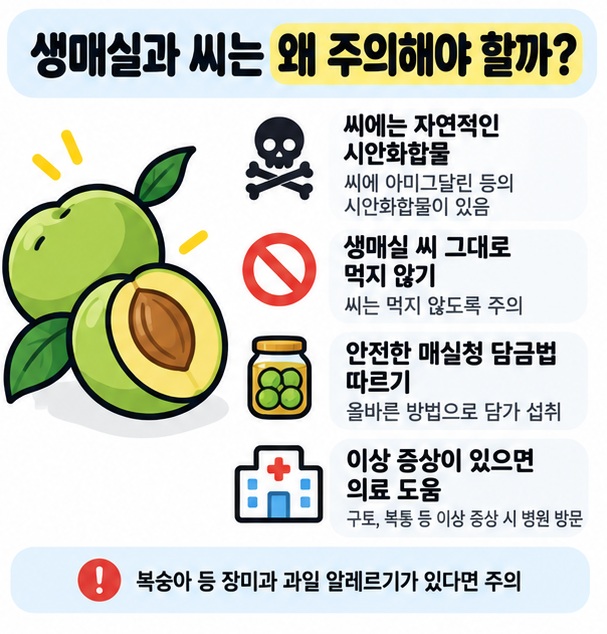 생매실 씨 섭취 주의와 안전한 매실청 담금, 알레르기 확인을 보여주는 그림