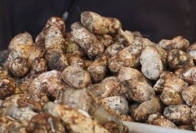 송이버섯 채취시기 채취방법