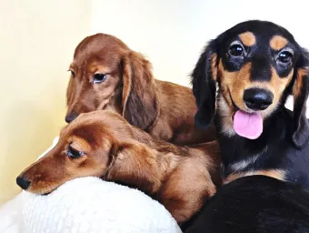 닥스훈트 순종 가격 성격 분양가격 장단점_21