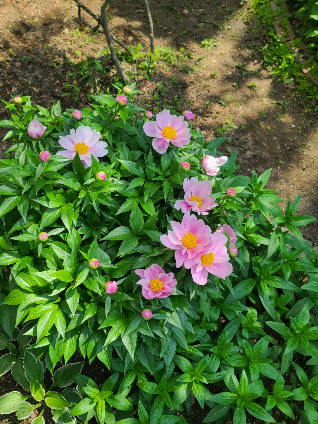작약꽃 1