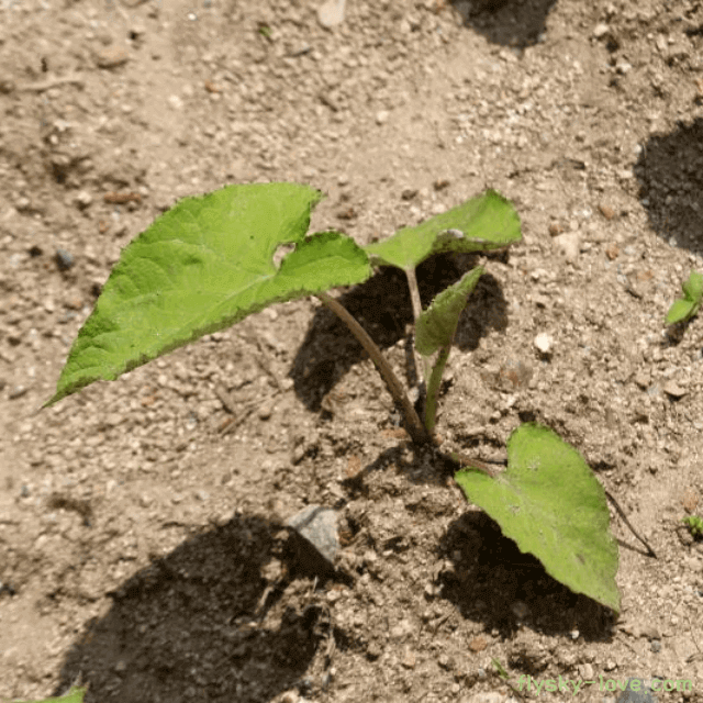 수리취 고르는 법