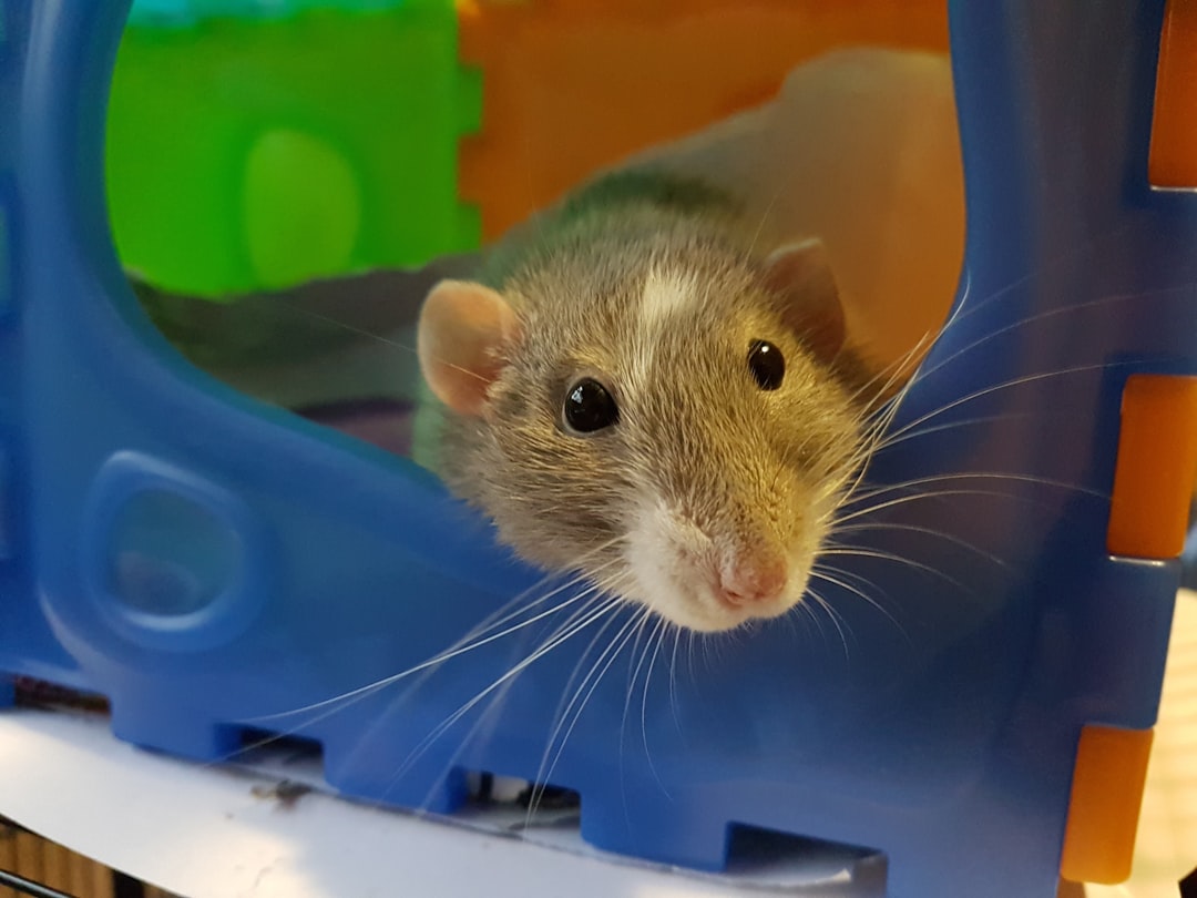 Pet.