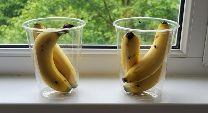 초파리트랩유인액