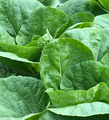 양배추 효능과 부작용 칼로리