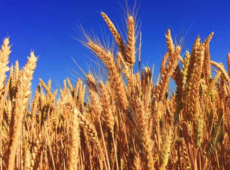 밀 곡물