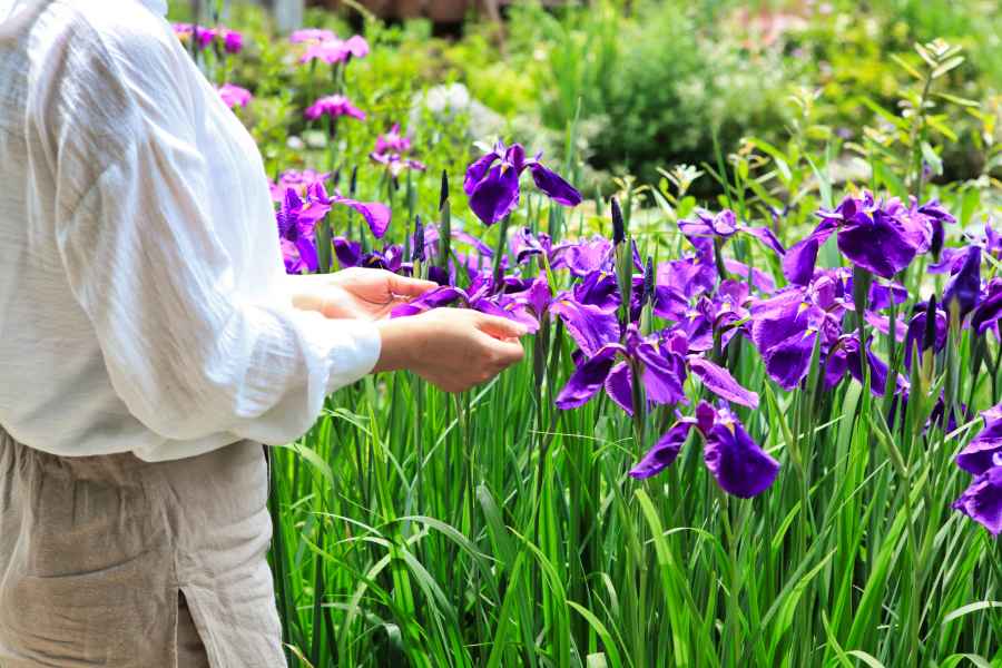 아침고요 수국전시회