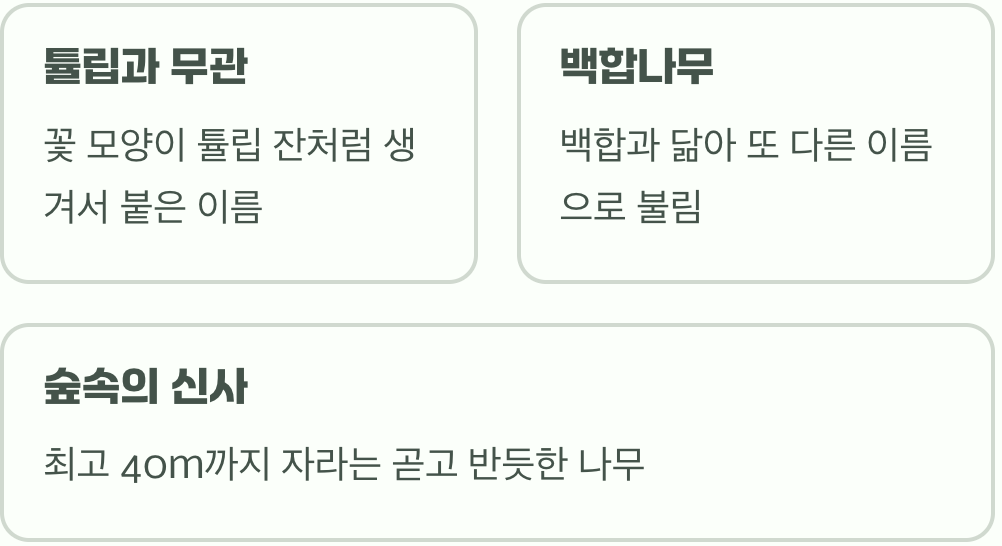 이름은 튤립, 꽃은 백합?