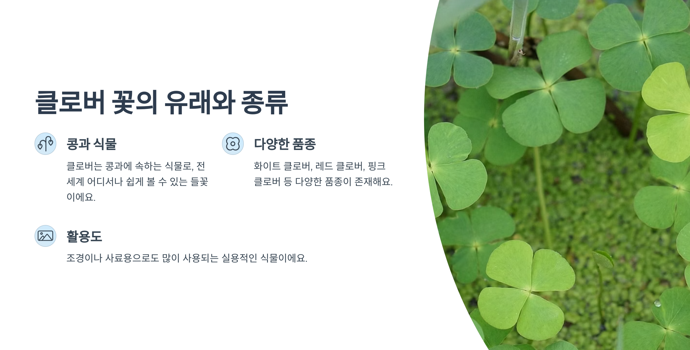 네잎클로버