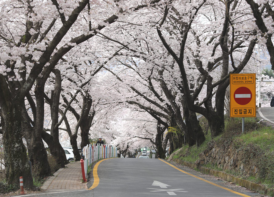 화개십리벚꽃길