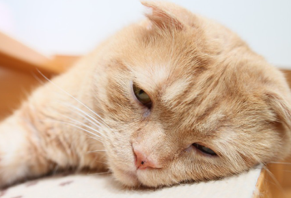 계단에서 자는 고양이.