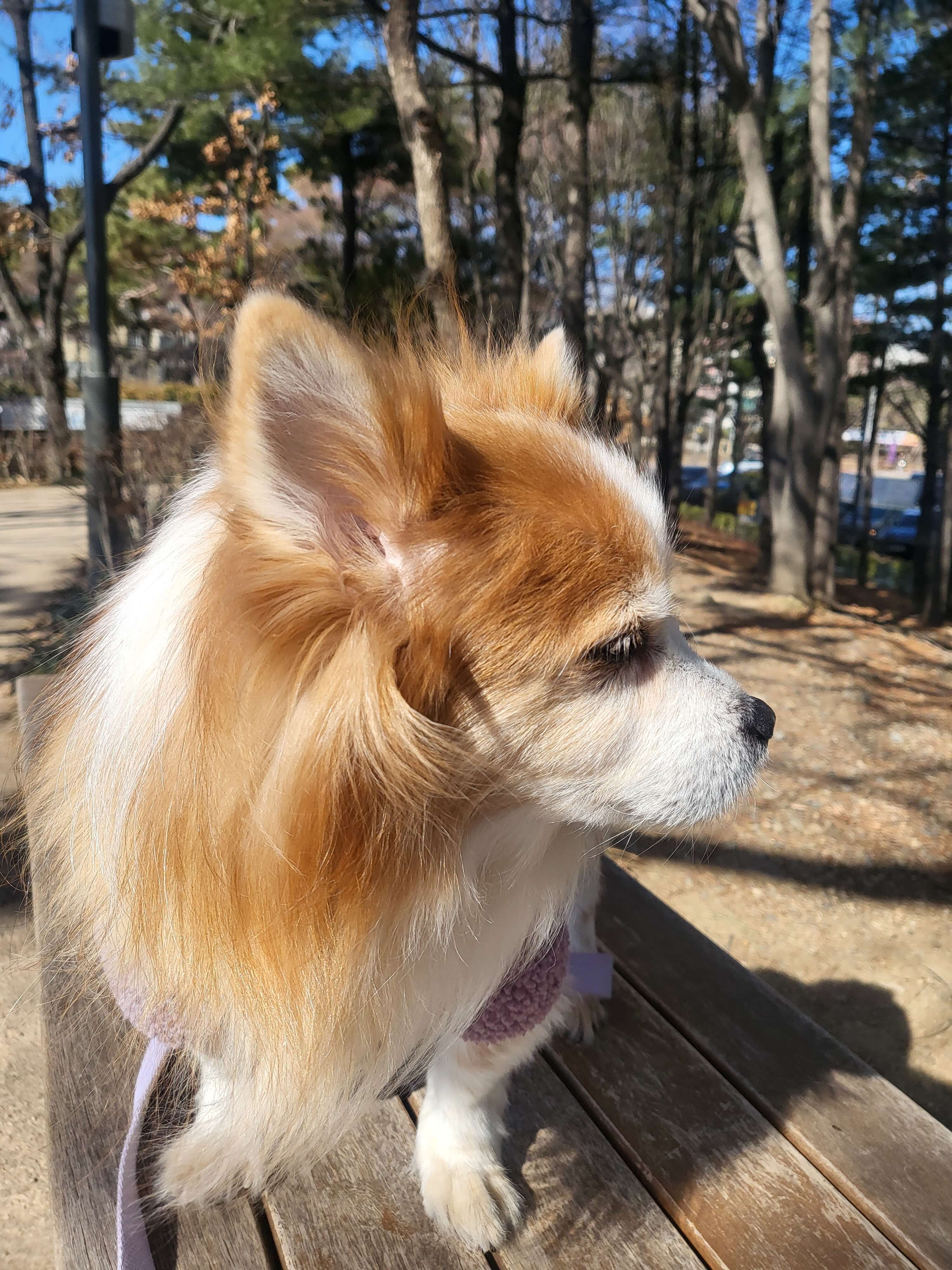 14살 노령견 건강관리 루틴과 장·신장·간 케어 영양제 추천