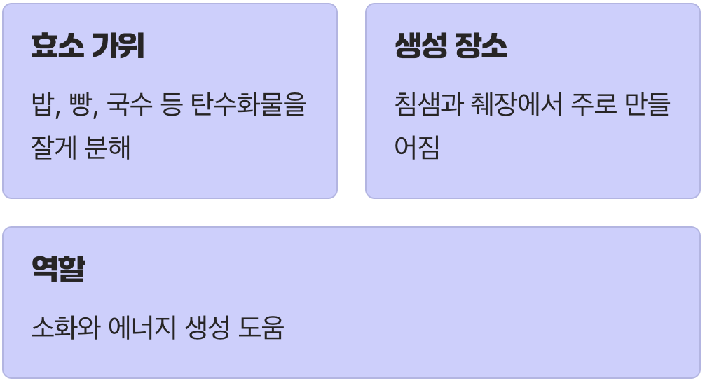 ‘아밀라아제’는 우리 몸의 탄수화물 가위