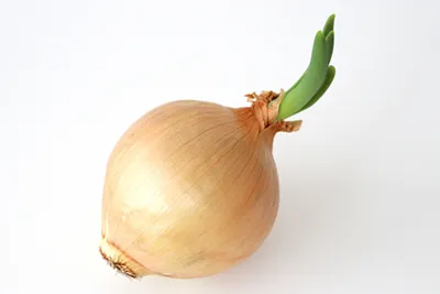 독성 생기지 않는 싹이난 양파