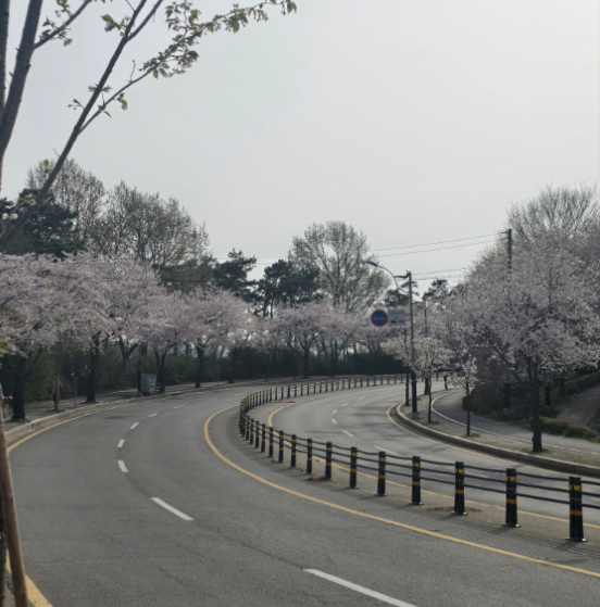 파주 벚꽃 사진