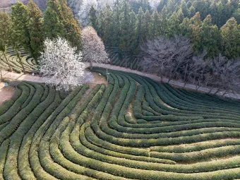 보성 녹차밭 대한다원 입장료 주차 코스 정보 총정리_12