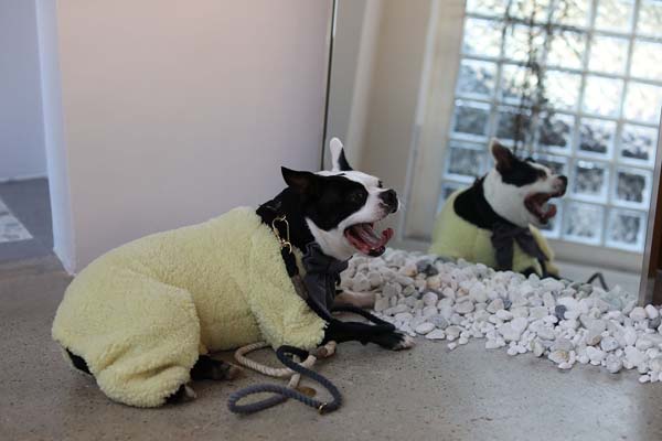 카시아에서 팝스