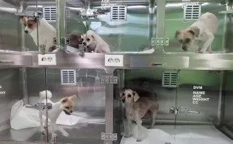 유기동물보호센터 갈 곳 잃은 천사들 희망 이야기_11