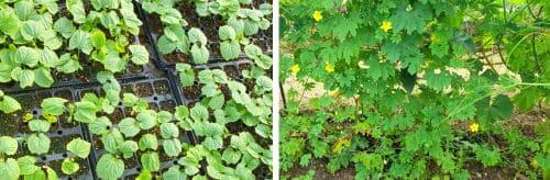 여주-재배법-종자-파종방법-모종-심는방법-정식방법-재배관리-거름주기-물주기