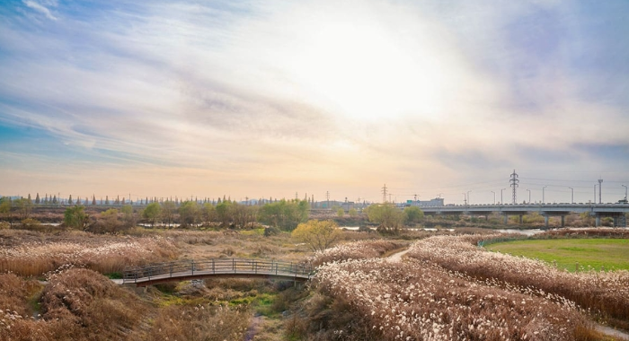노을빛 억새물결 따라 걷는 가을길, 평택 원평나루 억새축제 2025