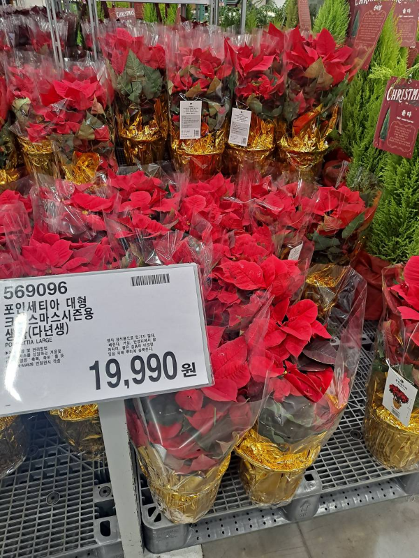 코스트코 포인세티아 가격