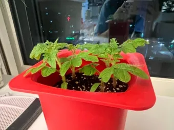 방울토마토 재배 화분 키우기 적심 유인 당도 관리_13