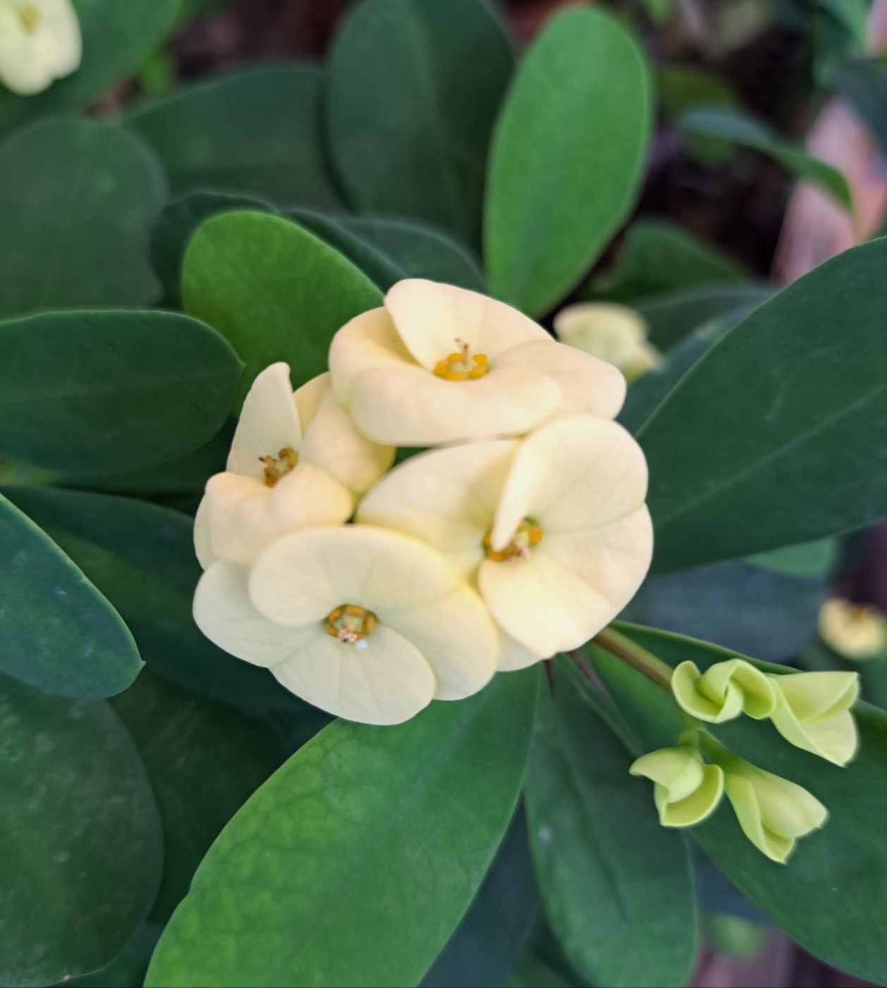 꽃기린 (Giraffa floribunda) 키우기