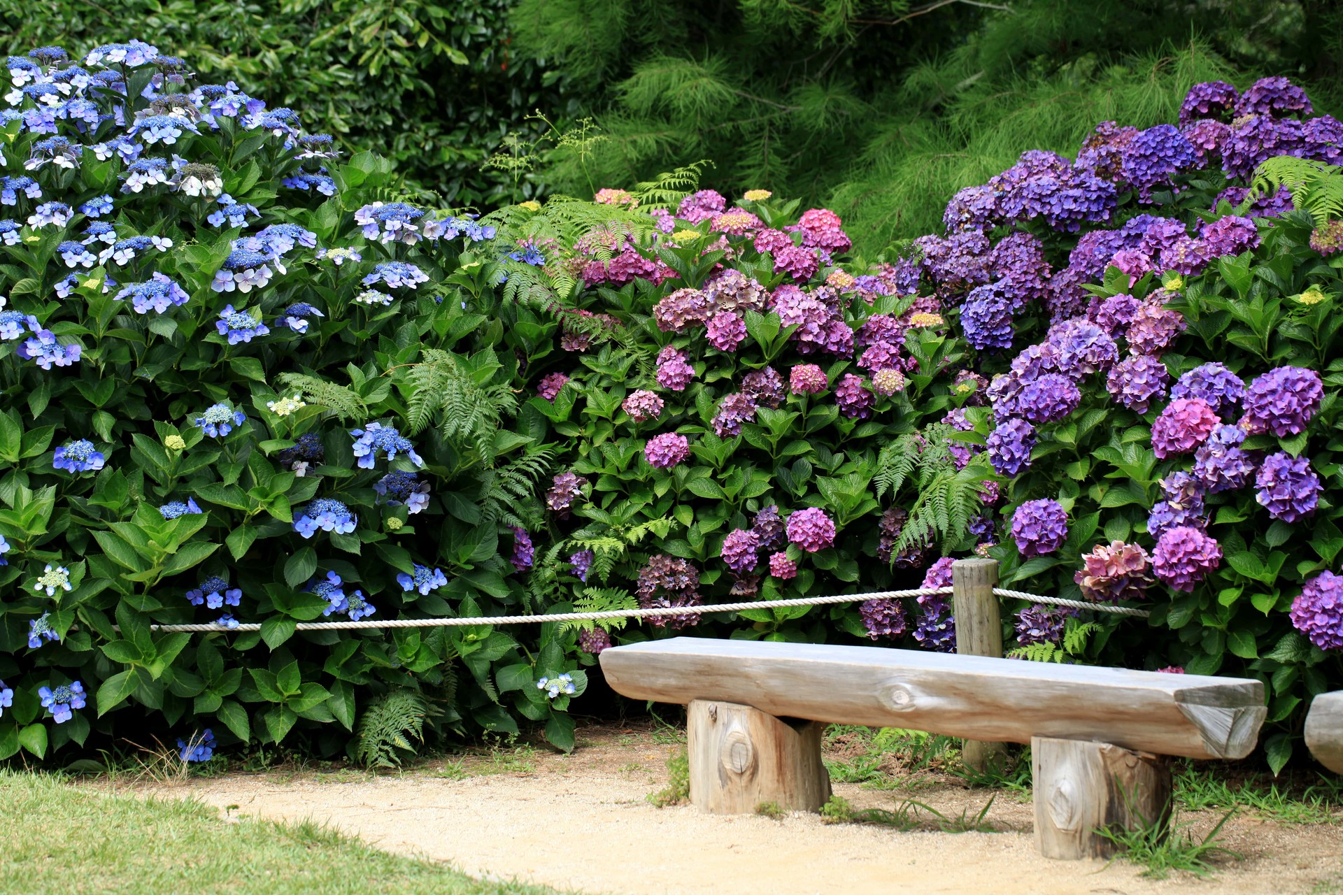 태안 천리포수목원 수국 명소 총정리! 개화시기부터 포토존까지