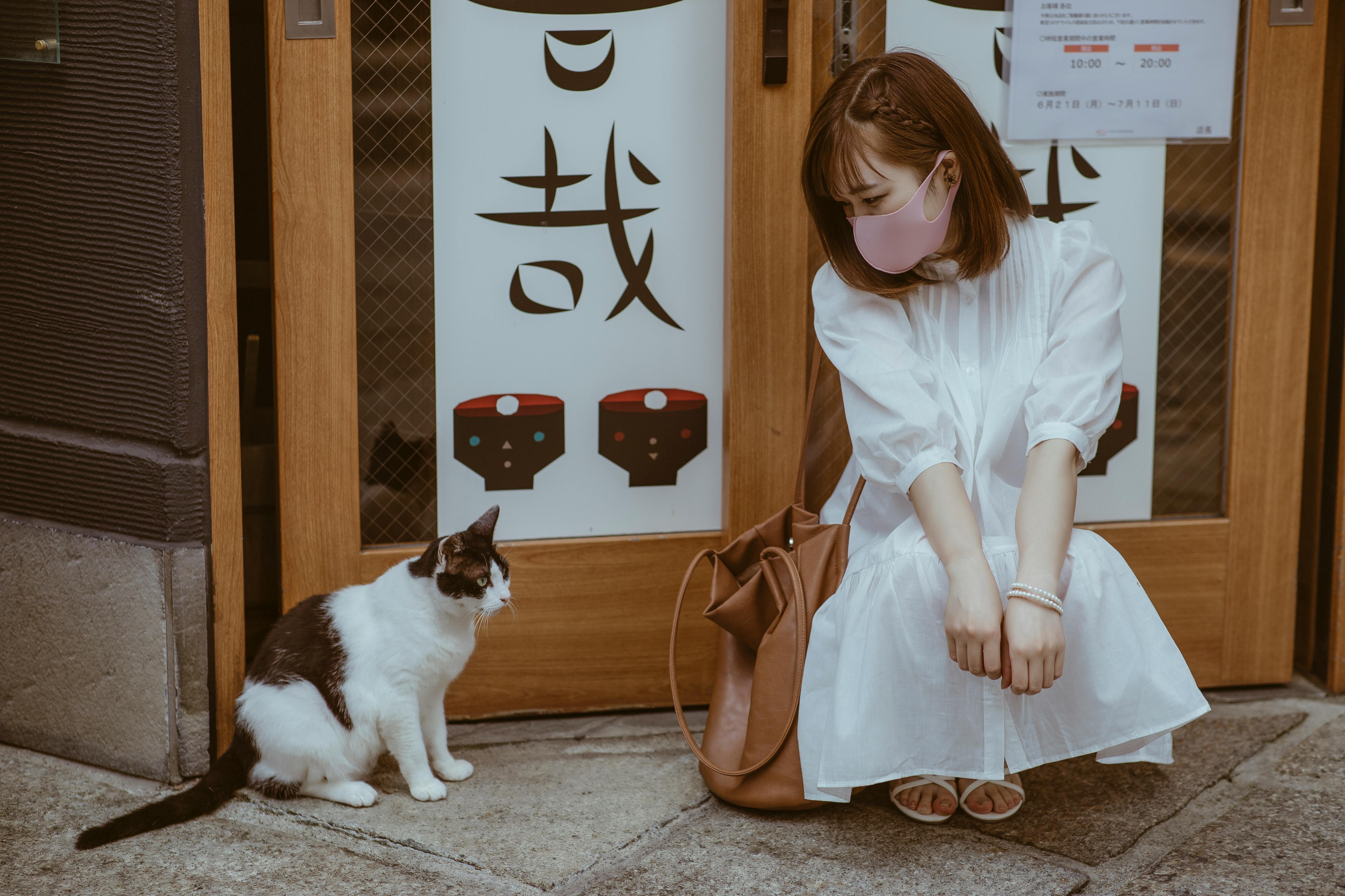 일본 고양이 키우기 관련 사진