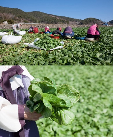 EBS-극한직업-여수-돌산-갓김치-천사갓김치