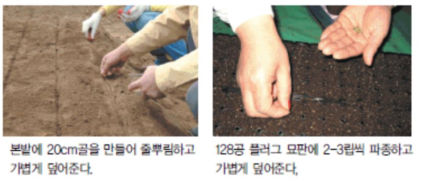 파종하기