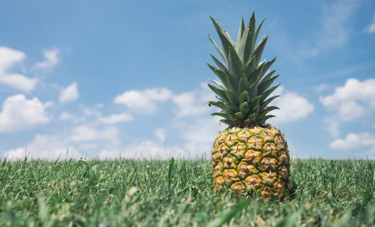 파인애플